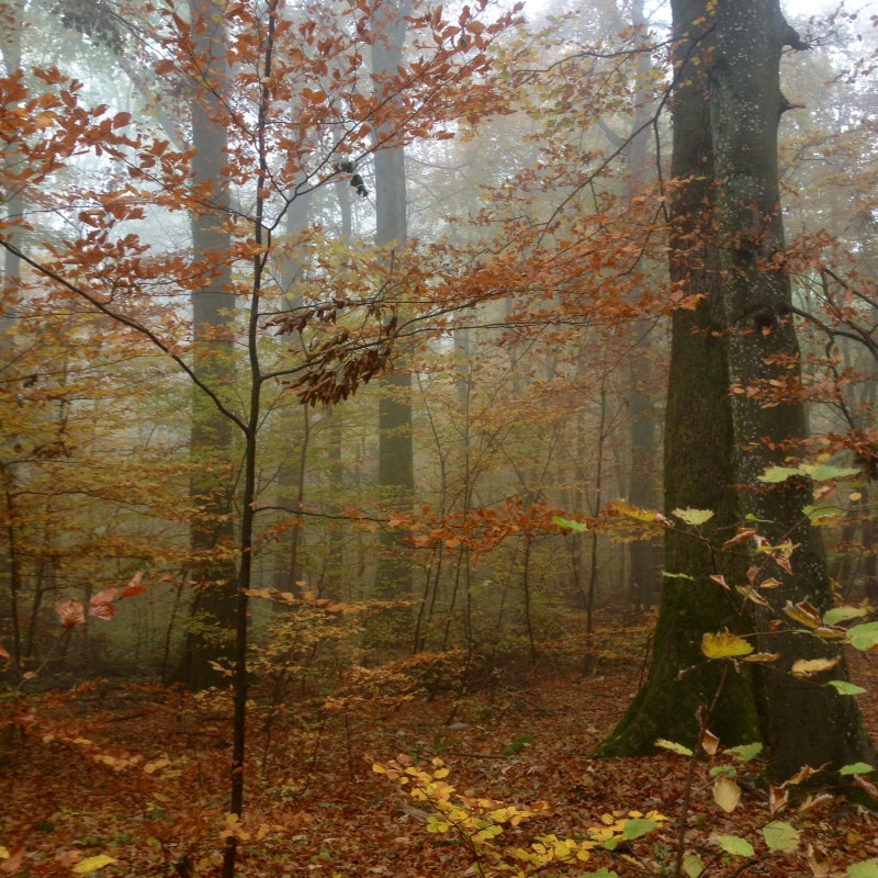 foret